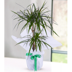 2 Köklü Marginata Dracena