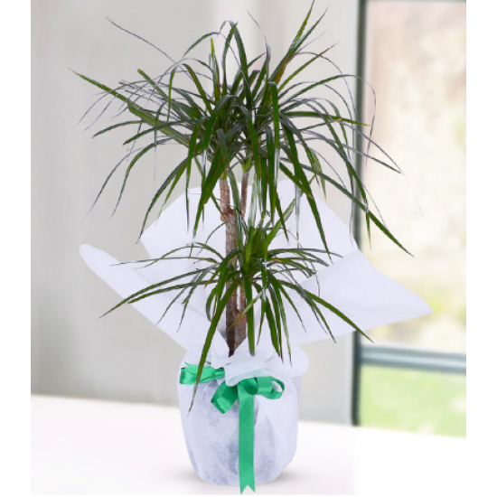 2 Köklü Marginata Dracena
