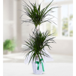 3 Köklü Dracena Marginata