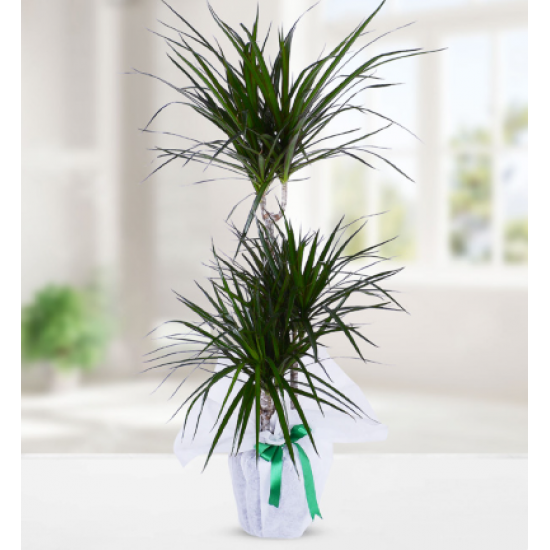 3 Köklü Dracena Marginata