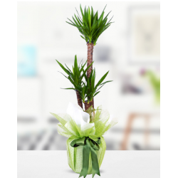 3 lü Yucca Çiçeği