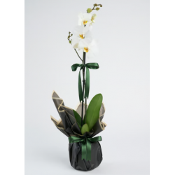 Beyaz Polimer Saksıda Tekli Beyaz Phalanopsis Orkide