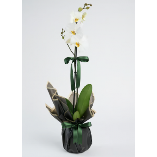 Beyaz Polimer Saksıda Tekli Beyaz Phalanopsis Orkide