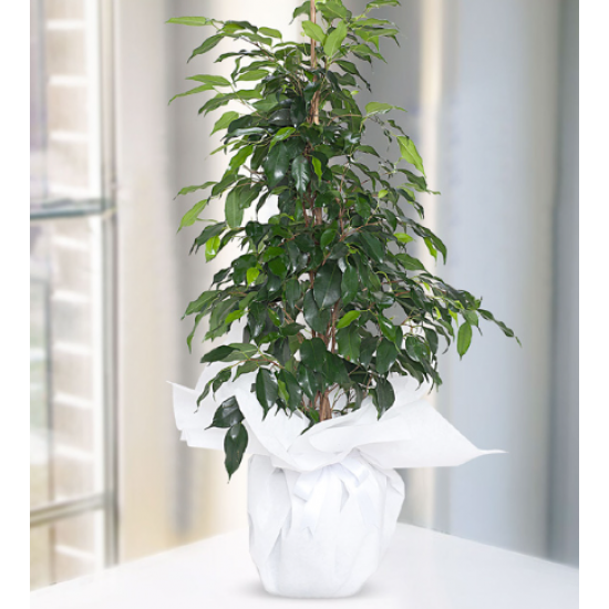 Ficus Benjamin