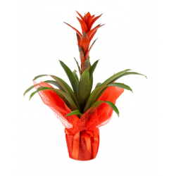 Saksıda Kırmızı Guzmanya Çiçeği (~60 cm)