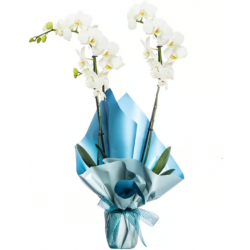 Mavi Buket Kağıtlı Saksıda Beyaz Çiftli Orkide