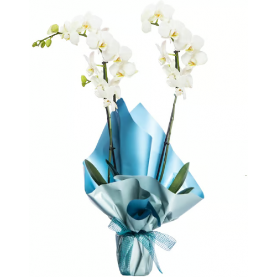 Mavi Buket Kağıtlı Saksıda Beyaz Çiftli Orkide
