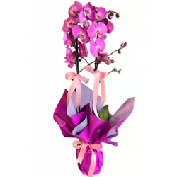 Mor Buket Kağıtlı Saksıda 2 Dallı Mor Orkide