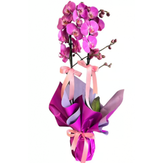 Mor Buket Kağıtlı Saksıda 2 Dallı Mor Orkide