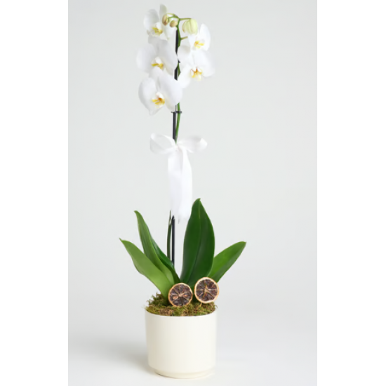 Phalaenopsis Tek Dal Orkide Çiçeği