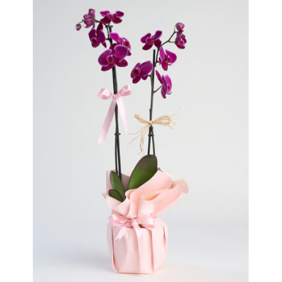 Beyaz Polimer Saksıda Çiftli Mor Orkide