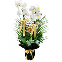 Premium Altın Yaldızlı Siyah Jelatinde 2 Dallı Beyaz Orkide Gold Kurdela