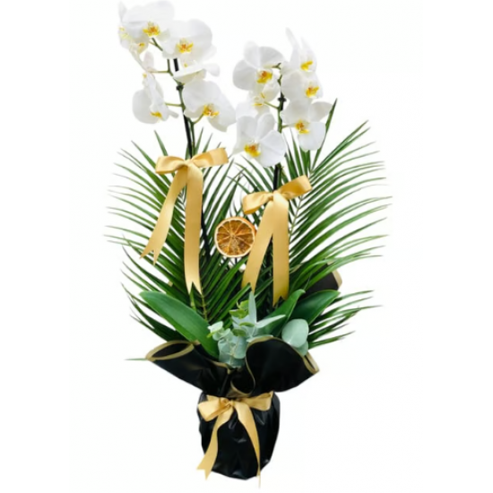 Premium Altın Yaldızlı Siyah Jelatinde 2 Dallı Beyaz Orkide Gold Kurdela