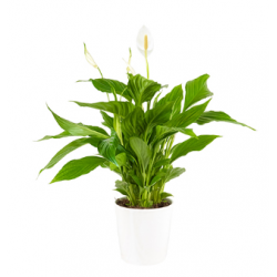 Saksıda Spatifilyum Çiçeği (~ 50 cm)