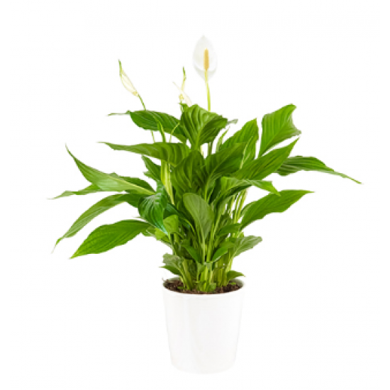 Saksıda Spatifilyum Çiçeği (~ 50 cm)