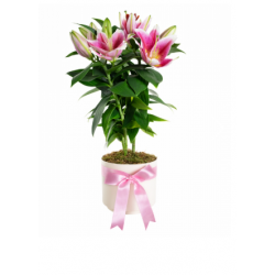 Saksıda Topraklı Pembe Lilyum