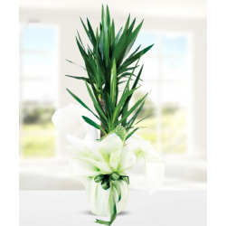 Yucca Dracena 2 Köklü