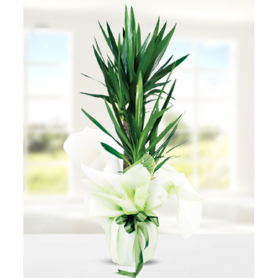 Yucca Dracena 2 Köklü