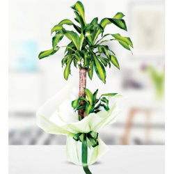 Yucca Massengena 2 Köklü