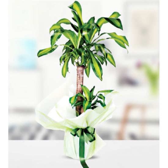 Yucca Massengena 2 Köklü