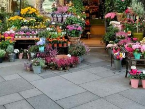 Sefaköy’de Çiçekçi Arayanlar İçin Doğru Seçim Rehberi