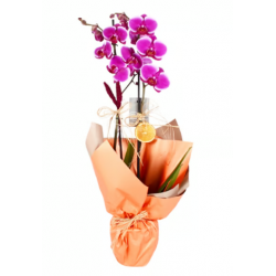 Çiftli Mor Sevgi Orkide