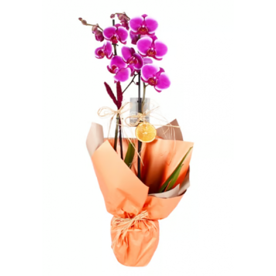 Çiftli Mor Sevgi Orkide