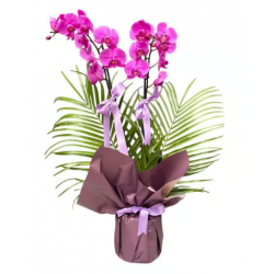Özel Tasarım Çift Dallı Mor Orkide