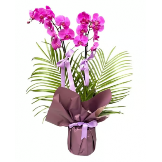 Özel Tasarım Çift Dallı Mor Orkide